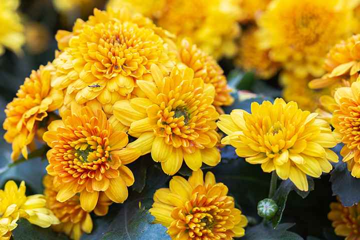 Image of Chrysanthemum flower